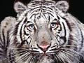 Tigers Free Screensaver